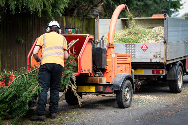 How Our Tree Care Process Works  in  Windermere, FL